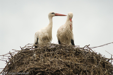 Weißstorch (19 von 20).jpg